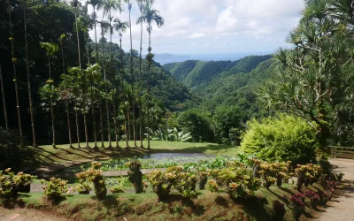 Les incontournables des environs de Fort-de-France : le jardin de Balata en Martinique